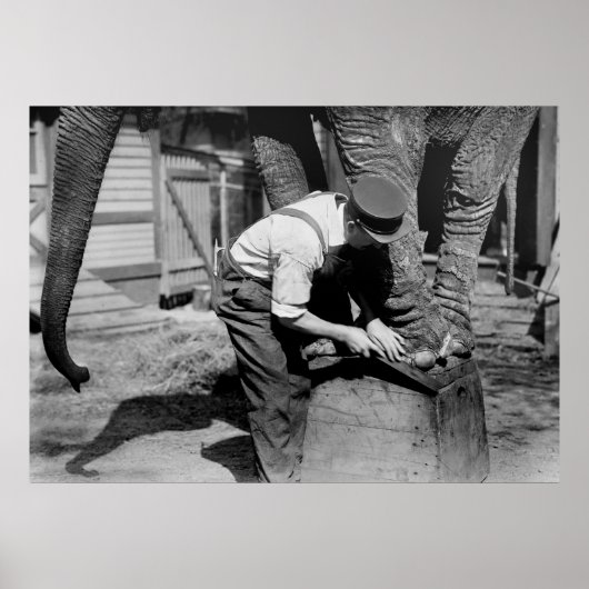 ビッグペディキュア, 1910年代 ポスター (正面)