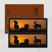 ビッグホルンシープブックマーカー ポストカード (正面/裏面)