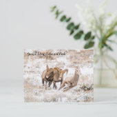 ビッグホーンシープオブグランドテトン国立公園ポストカー ポストカード (スタンド正面)