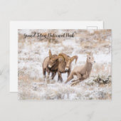 ビッグホーンシープオブグランドテトン国立公園ポストカー ポストカード (正面/裏面)