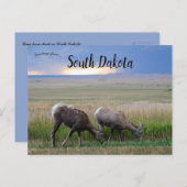 ビッグホーンシープサウスダコタ ポストカード (正面/裏面)
