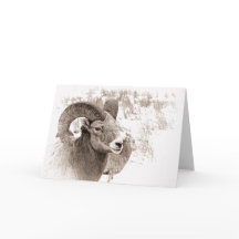 ビッグホーンシープ