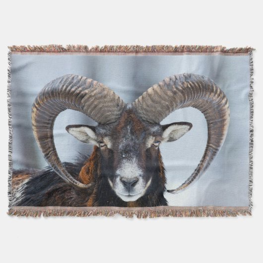 ビッグホーンラムヒツジ – Mouflon スローブランケット (正面)
