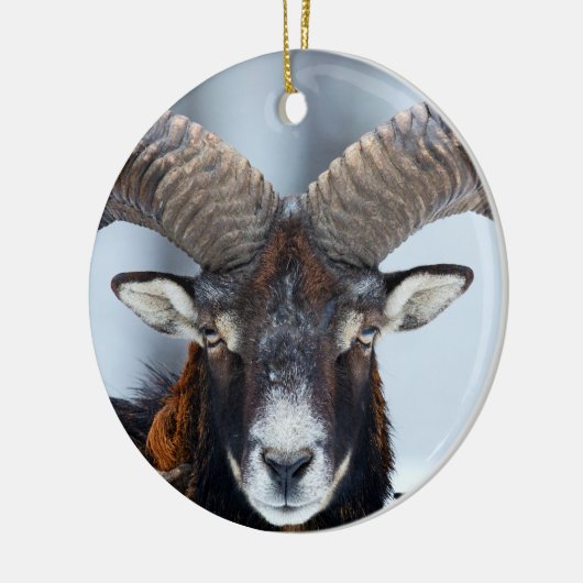ビッグホーンラムヒツジ – Mouflon セラミックオーナメント (左)