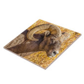 ビッグホーンラム タイル (側面)