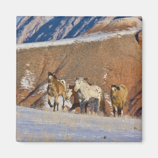 ビッグホーン山、馬走の山 マグネット (正面)