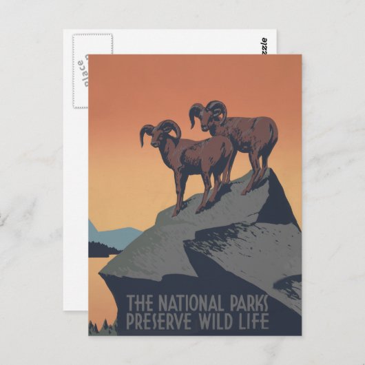 ビッグホーン羊アメリカ西部野生動物 ポストカード (正面/裏面)