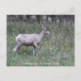 ビッグホーン羊,女性,イエローストーン ポストカード