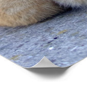 ビッグレッドタビー ポスター (角)