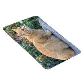 ビッグレッド虎猫 マグネット (右側)