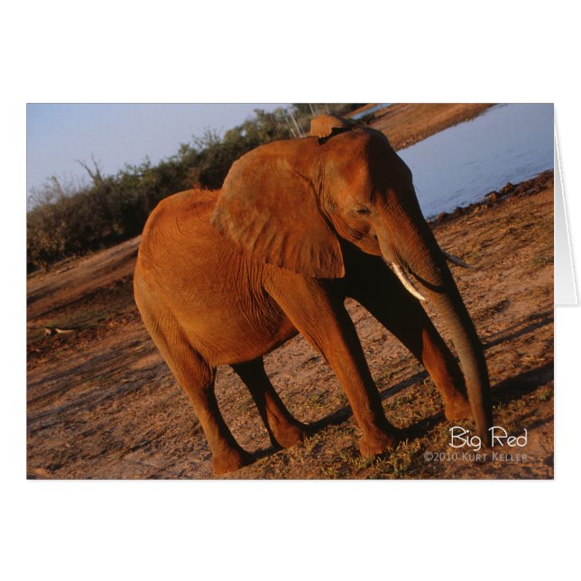 ビッグレッド (正面横)