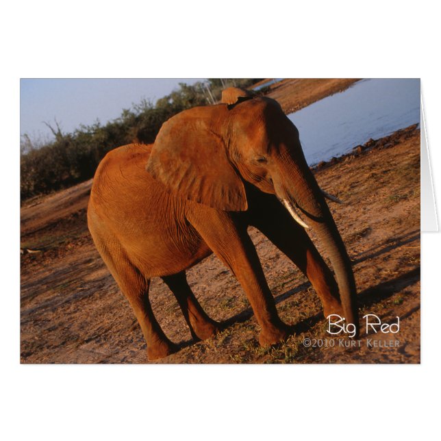 ビッグレッド (正面横)