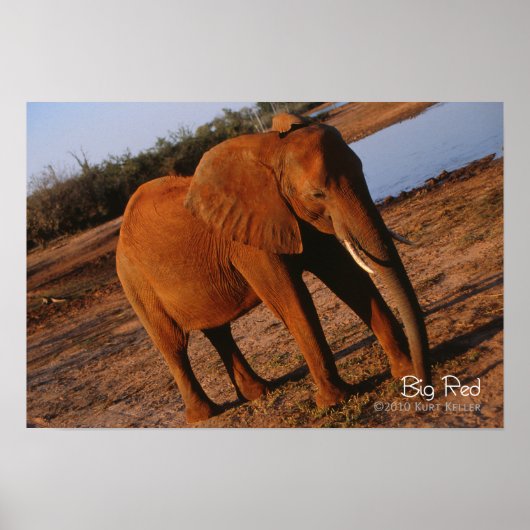 ビッグレッド ポスター (正面)