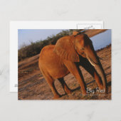 ビッグレッド ポストカード (正面/裏面)