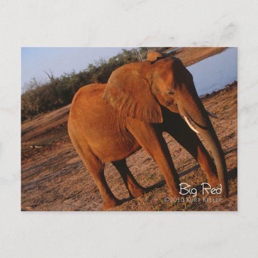 ビッグレッド ポストカード (正面)
