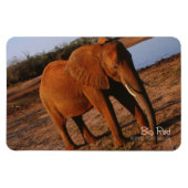 ビッグレッド マグネット (横)