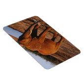 ビッグレッド マグネット (右側)