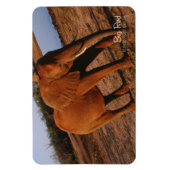 ビッグレッド マグネット (縦)