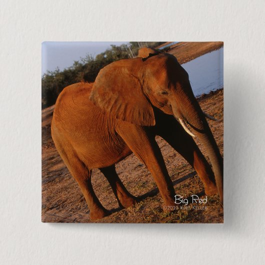 ビッグレッド 缶バッジ (正面)