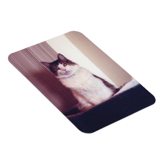 ビッグ子猫 マグネット (右側)