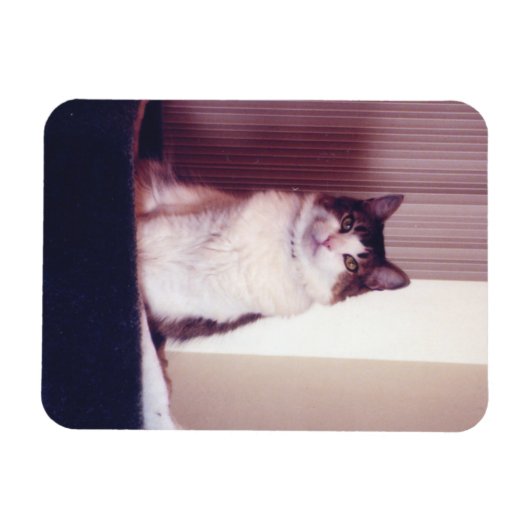 ビッグ子猫 マグネット (横)