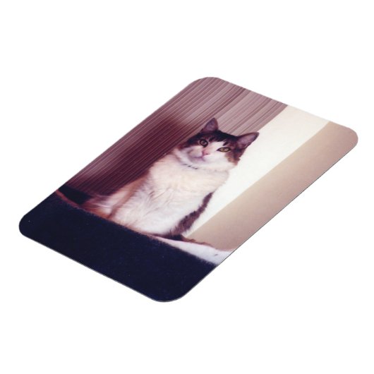 ビッグ子猫 マグネット (左側)