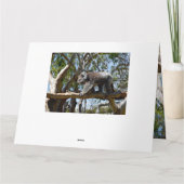 ビッグ男性コアラBear Tisttrope Walker，ビッグ誕生日 カード (裏面)