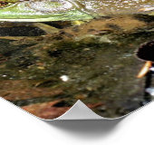 ビッグ・オールド・ブルガエル・自然 ポスター (角)