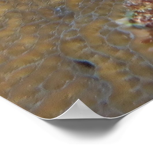 ビッグ・カニ ポスター (角)