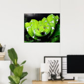 ビッグ・グリーン・ボア・スネーク・ポスター ポスター (ホームオフィス)