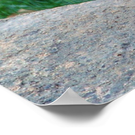 ビッグ・タイガー・カブ ポスター (角)