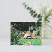 ビッグ・タートル ポストカード (スタンド正面)