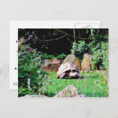 ビッグ・タートル ポストカード (正面/裏面)