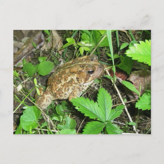 ビッグ・ダディ・カード・ポストカード ポストカード (正面)