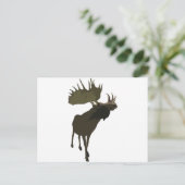 ビッグ・ダディ・ムース ポストカード (スタンド正面)