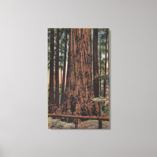 ビッグ・ツリーズ・パークの「ネック・ブレーカー」の景色 キャンバスプリント (正面)