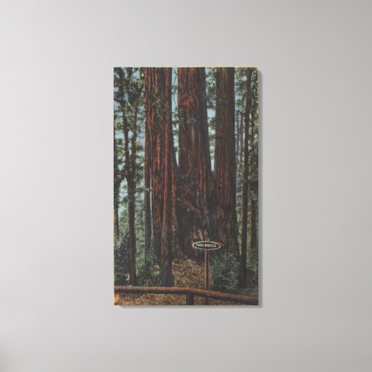 ビッグ・ツリーズ・パークの「三美神」の見解 キャンバスプリント (正面)