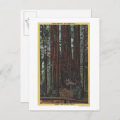 ビッグ・ツリーズ・パークの「三美神」の見解 ポストカード (正面/裏面)