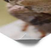 ビッグ・トッド ポスター (角)