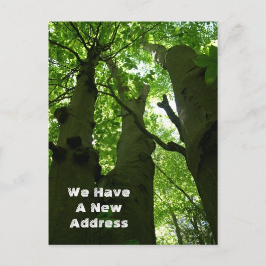 ビッグ・ブナの木夏の森の移動 案内ポストカード (正面)
