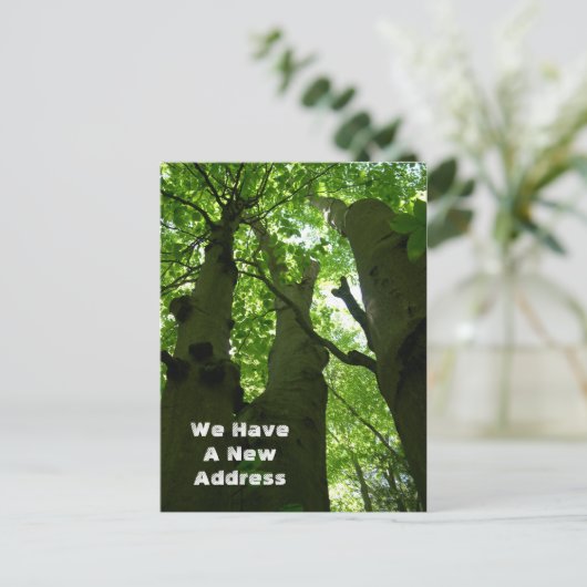 ビッグ・ブナの木夏の森の移動 案内ポストカード (スタンド正面)