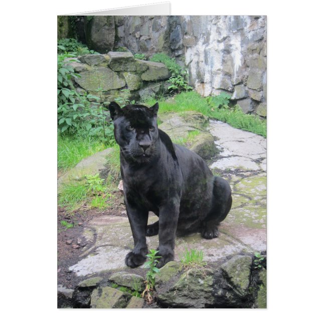 ビッグ・ブラック・ジャガー・キャット・オン・シッター|過去記事 (正面)