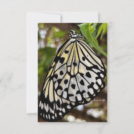 ビッグ・ブラック&ホワイト・バタフライ ノートカード (正面)