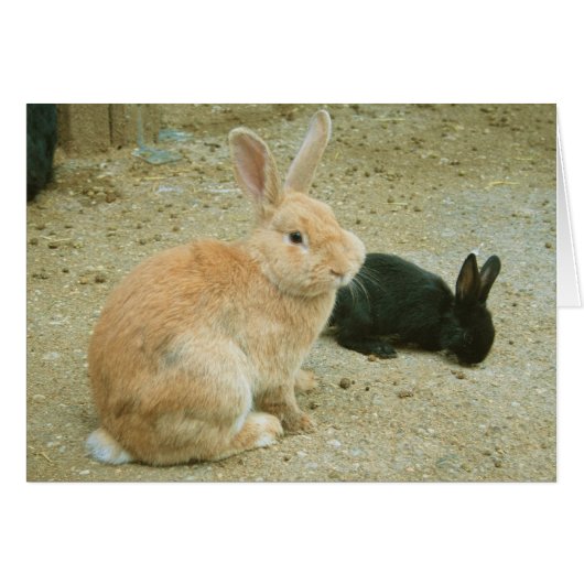 ビッグ・レッド・バニー (正面横)