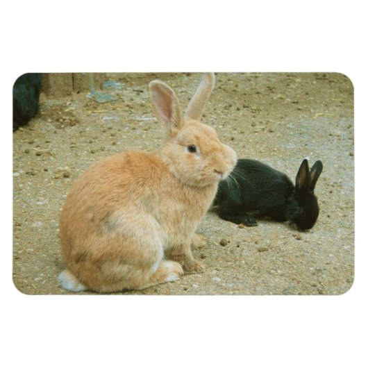 ビッグ・レッド・バニー マグネット (横)