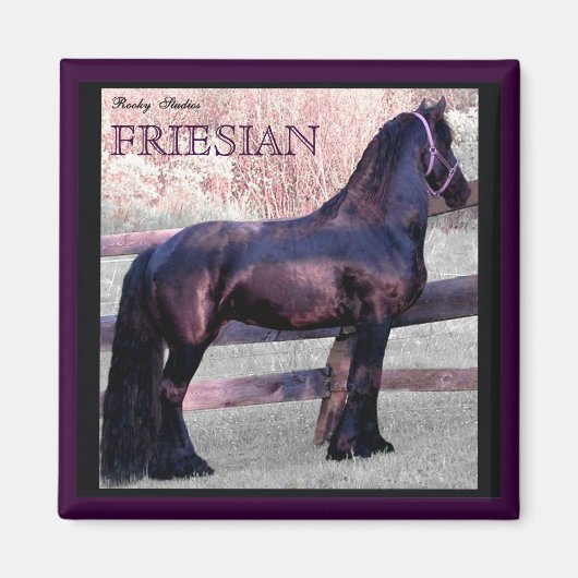ビッグFriesian馬マグネット2 マグネット (正面)