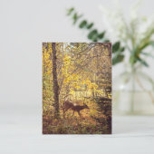 ビッシュ – パルクナショナルデュモントレブラン ポストカード (スタンド正面)