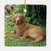 ビツラハウンドドッグ