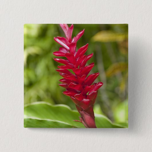 ビティ·レヴ島のフィジ。花。 缶バッジ (正面)