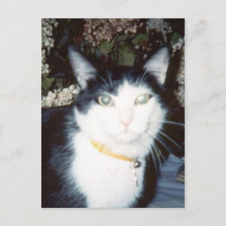 ビニー ポストカード